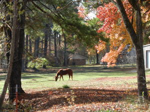 The fall colors were SO beautiful! Very strange for after Christmas!