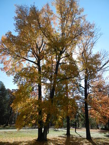 Some of the beautiful fall gold trees in their yard.