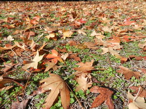 Leaves all over the ground.