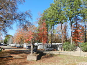 A neighborhood just down the road--full of brightly colored trees.