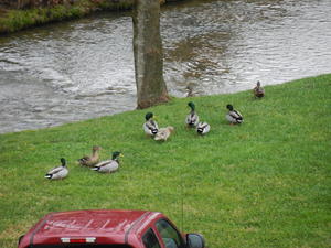 Ducks outside our hotel as we were getting ready to head home.