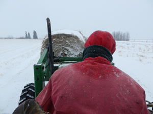 She arrived in SK to -35 degrees! Here's her view from the back of Gordon's tractor during a snowy blizzard.