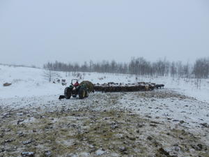 And the cows were very happy for some food!