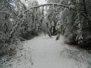The trees were bent over from all the weight.