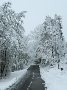 Driving up our road.