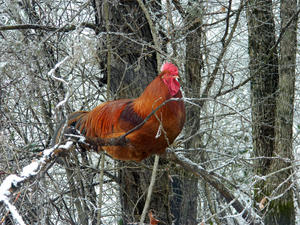 Our neighbor's chicken trying to roost away from the snow!