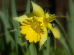 The daffodils started to bloom the last week of February!