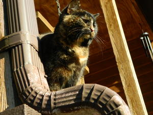 Marble soaking up the sunshine.