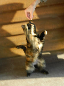 She'll do ANYTHING to get a treat!