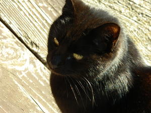 Claws enjoying our company, excluding Marble.