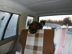 Marble taking her first trip to the vet... to get spayed.