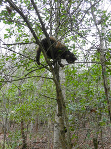 We spent a couple hours working on our nature trail. Marble came along to "help". 