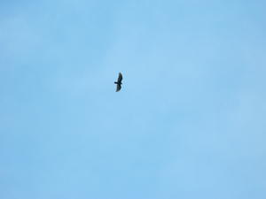 Buzzards flying overhead. We see lots of them up there--probably where the name, "Buzzard Rock" came from. :)