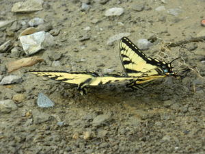 The butterflies were enjoying a drink at the water's edge.