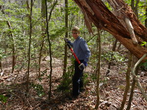 Daniel cutting a path through the woods.