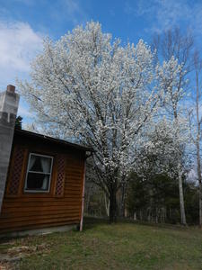 Our beautiful wild pear tree in full bloom a few weeks earlier than usual.