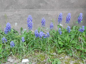 Blue Grape Hyacinths