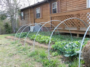 Kristina's salad garden (planted in August), after surviving the entire winter!