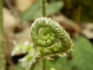 An opening fern (fiddlehead)