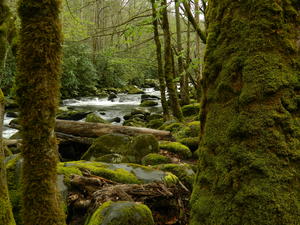 Daniel took some unique shots through the mossy trees.