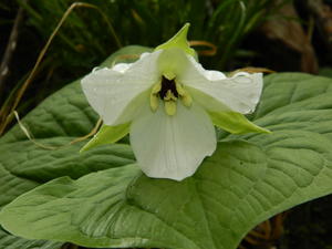 The Trilliums were the most impressive. They were EVERYWHERE!