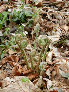 More fiddleheads.