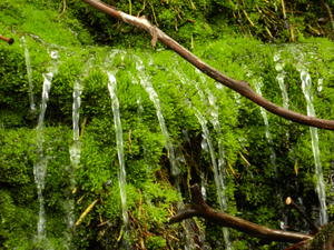 Daniel's close-up of a small spring along the trail.