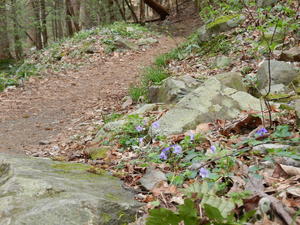 Wildflowers along the trail.