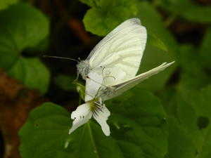 Two butterflies on a wood violet.