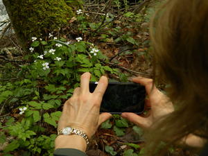 Kristina taking photos of the wood violets.