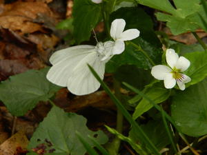 More wood violets and butterflies.