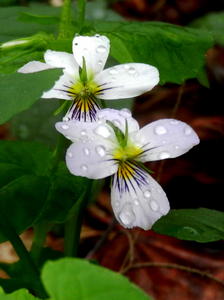  The wood violets were out in every color.