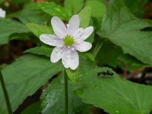 Star Anemones were pretty too. 