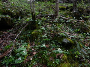 Kristina's far-away view of the entire hillside--little springs were dripping everywhere and trilliums dotted the hillside.