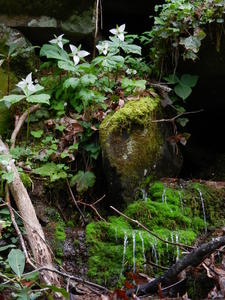 Kristina's view of the trilliums lining the rock, while the water dripped below.