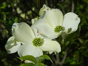 The dogwood trees and redbuds were all in bloom.