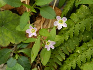 Pretty little Spring Beauties along our trail.