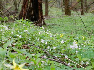 Carpets of wildflowers just covering the hillsides. 