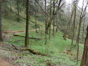 More carpets of wildflowers--the whole hillside was covered with them!