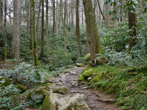 The beauty of greenery along the trails was breathtaking.