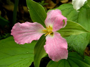 There were so many trilliums around the drips and even along the roadside.