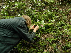 Kristina taking a close-up of a trillium. She has hundreds to choose from!