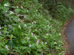 The roadside lined with thousands of trilliums. We'd never seen so many before!