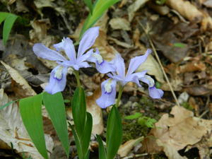 Wild Irises.