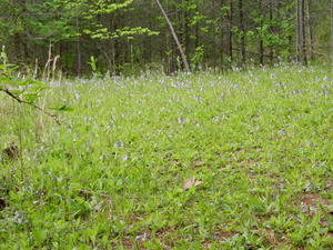 The flowers were so pretty--we felt bad mowing them!
