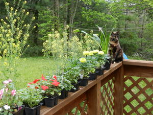 All of Kristina's flowers ready to be planted in the flower beds after the last frost goes away. :) Marble was watching them to make sure that no leaf moved at all! lol