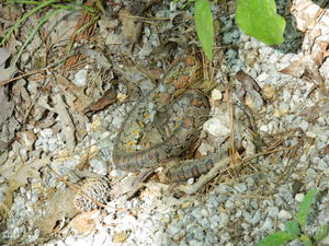 A friendly snake also was found.