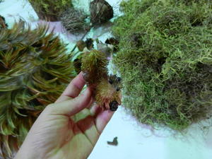 A cute little squirrel.