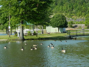 Daniel took his lunchbreak with the geese one day.