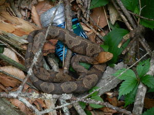 Copperhead sleeping along the trail.